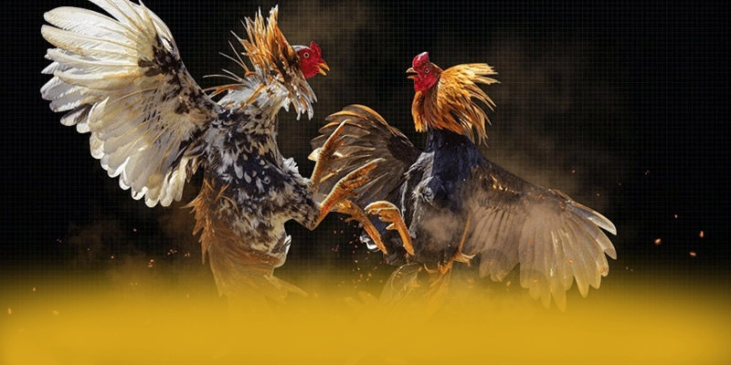 8XBET - San choi toi uu so 1 Viet Nam 8XBET - San choi toi uu so 1 Viet Nam
